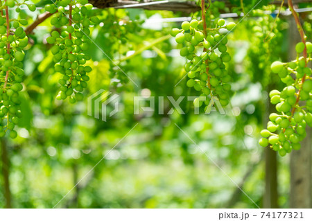 甲州市勝沼ぶどう畑　葡萄棚 74177321
