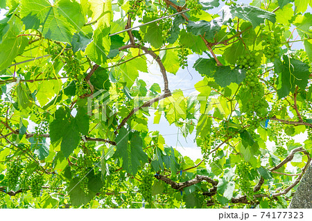 甲州市勝沼ぶどう畑　葡萄棚 74177323