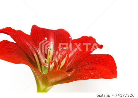 red lily 74177526