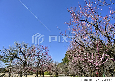 水戸偕楽園 花咲く梅園 水戸偕楽園 花咲く梅園 74178447