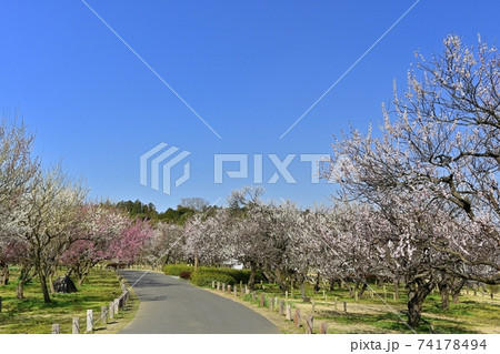 水戸偕楽園 花咲く田鶴鳴梅園 水戸偕楽園 花咲く田鶴鳴梅園 74178494