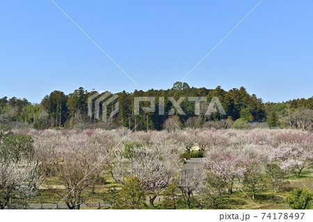 水戸偕楽園　仙奕台からの花咲く新梅園　 74178497