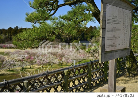 水戸偕楽園　仙奕台からの花咲く新梅園　 74178502