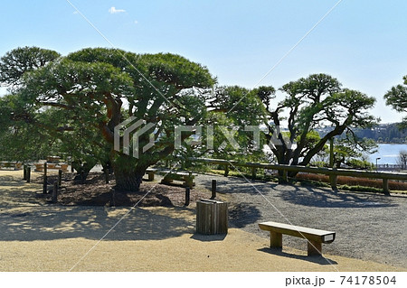 水戸偕楽園 見晴らし広場に千波湖 水戸偕楽園 見晴らし広場に千波湖 74178504