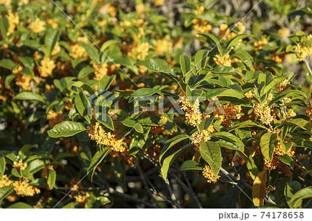 金木犀の花（オレンジの小さな花） 74178658