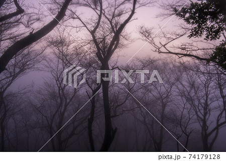 霧の中 霧の中 74179128