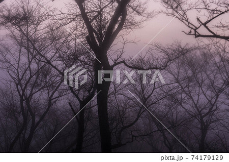 霧の中 霧の中 74179129