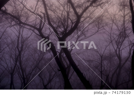 霧の中 74179130