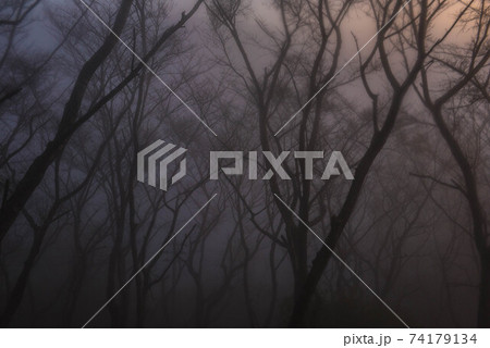 霧の中 霧の中 74179134