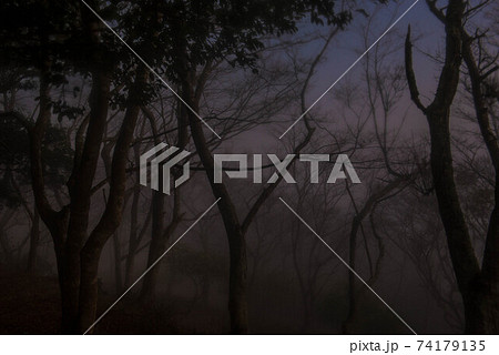 霧の中 霧の中 74179135