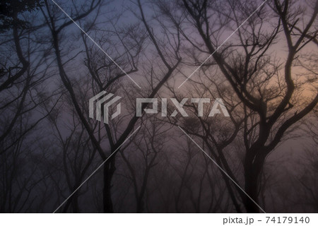 霧の中 霧の中 74179140