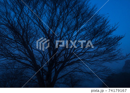 霧の中 霧の中 74179167