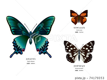 カラスアゲハ、ウラギンシジミ、ゴマダラチョウ 74179353