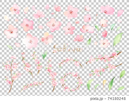 手描き水彩｜桜のパーツ　イラスト セット 74180248