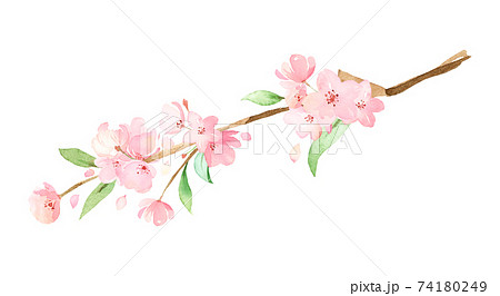 手描き水彩｜桜の枝　イラスト 74180249