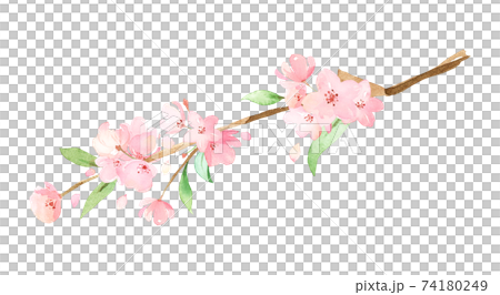 手描き水彩｜桜の枝　イラスト 74180249