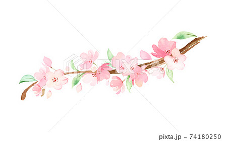 手描き水彩｜桜の枝　イラスト 74180250