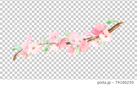 手描き水彩｜桜の枝　イラスト 74180250