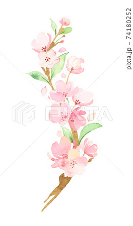 手描き水彩｜桜の枝　イラスト 74180252