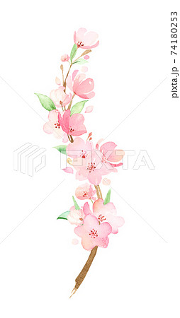 手描き水彩 桜の枝 イラストのイラスト素材
