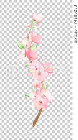 手描き水彩｜桜の枝　イラスト 74180253