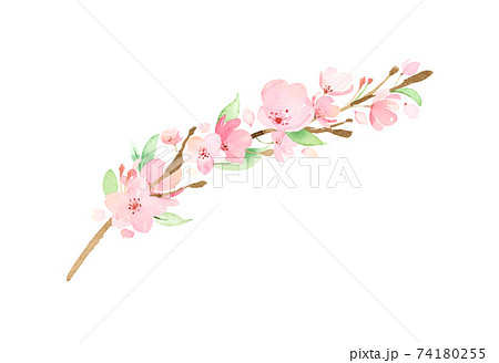 手描き水彩｜桜の枝　イラスト 74180255
