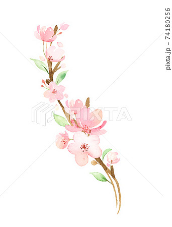 手描き水彩 桜の枝 イラストのイラスト素材