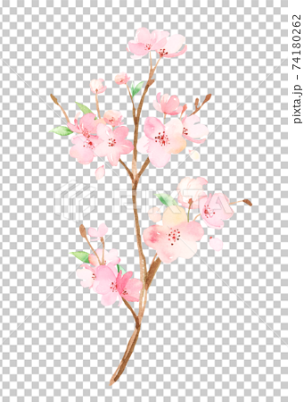 手描き水彩｜桜の枝　イラスト 74180262