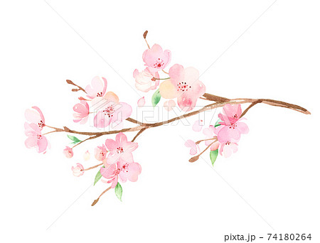 手描き水彩 桜の枝 イラストのイラスト素材