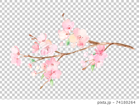手描き水彩｜桜の枝　イラスト 74180264