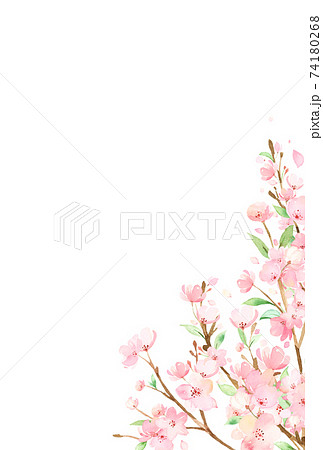 手描き水彩 桜の枝 イラストのイラスト素材