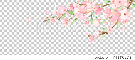 手描き水彩｜桜の枝　イラスト 74180272
