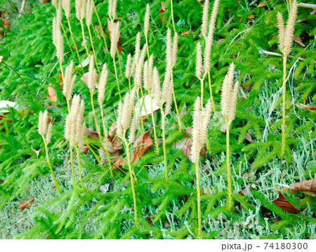 ヒカゲノカズラ 74180300