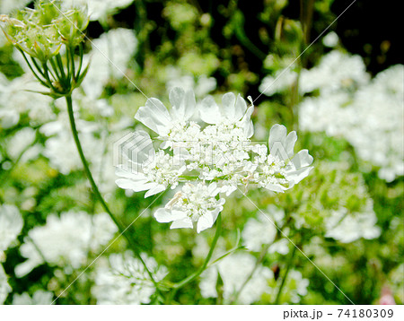 日向に咲く白い小花の写真素材