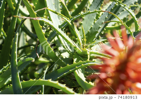 アロエの葉 74180913