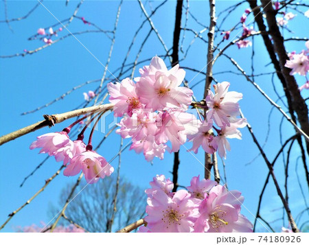 爽やかな青一色の空を背景に咲き誇る美しい桜の花の写真素材