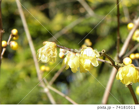 冬に咲く黄色い花はロウバイの花の写真素材