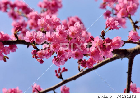 台湾 桜 さくら 74181283