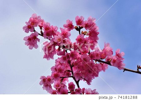 台湾 桜 さくら 74181288