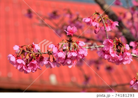 台湾 桜 さくら 74181293