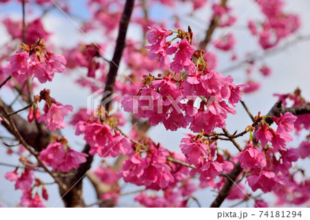桜 さくら サクラ 74181294