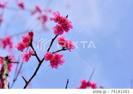 桜 さくら サクラ 74181301