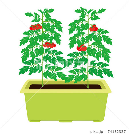プランター トマトとミニトマト栽培 イラストのイラスト素材