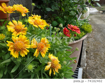 花壇の花 花壇の花 74182402