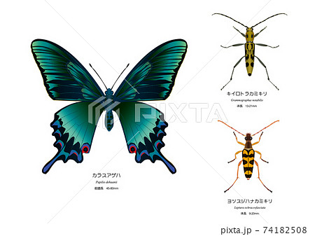 カラスアゲハ，キイロトラカミキリ，ヨツスジハナカミキリ 74182508