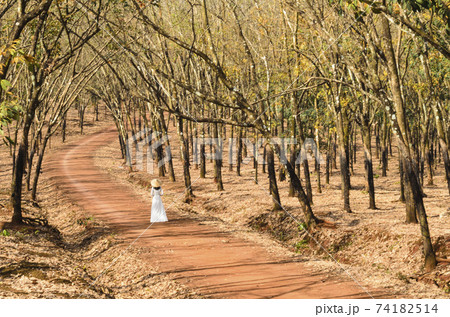 Art photo: Girl walking in the rubber forest (Vietnam) 74182514