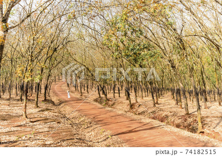 Art photo: Girl walking in the rubber forest (Vietnam) 74182515