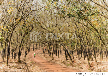 Art photo: Girl walking in the rubber forest (Vietnam) 74182517