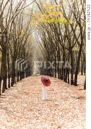Art photo: Girl walking in the rubber forest (Vietnam) 74182522