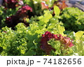 育成中のサニーレタス 74182656